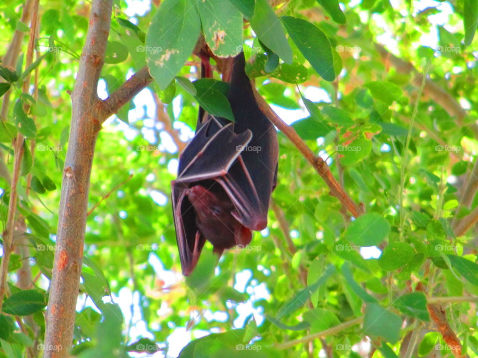 bat