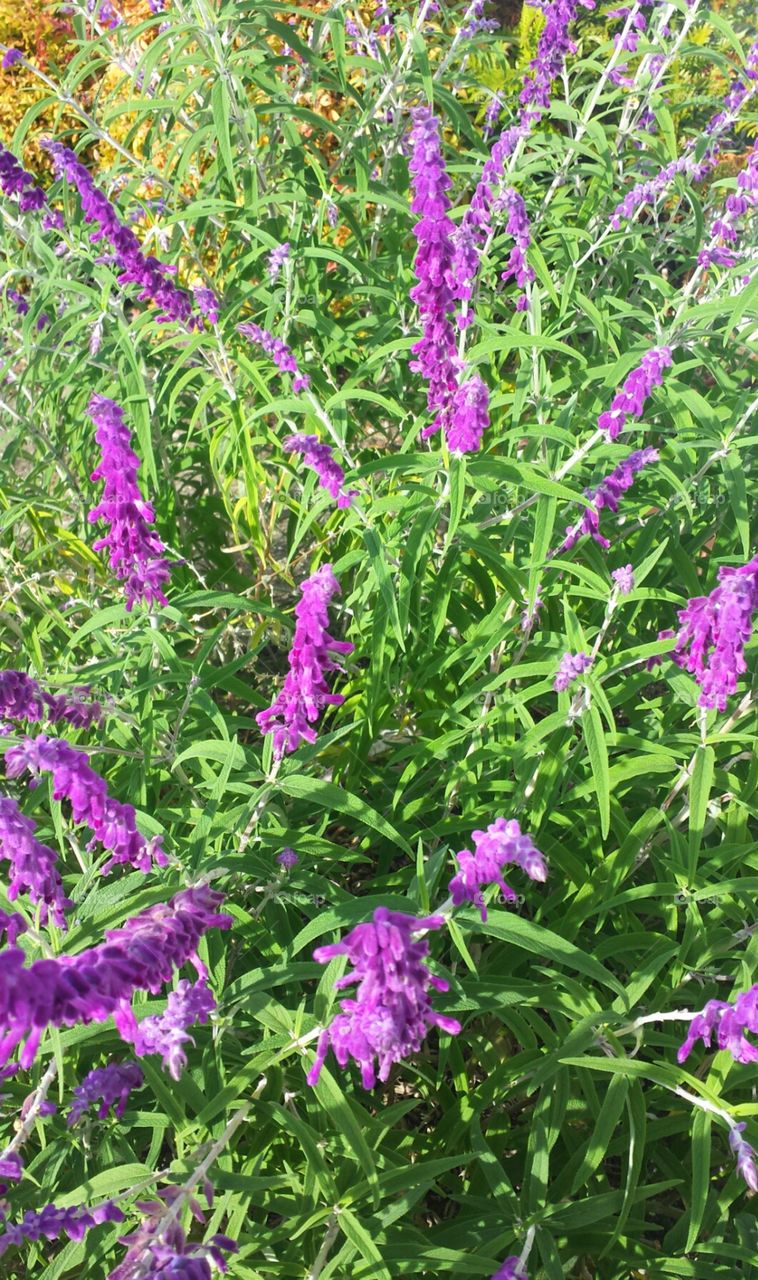 beautiful purple flowers