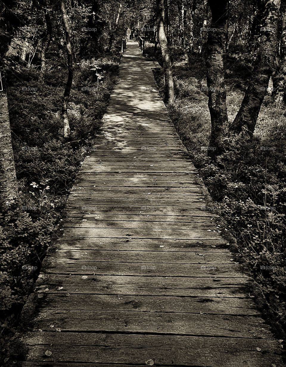 wooden way to nowhere