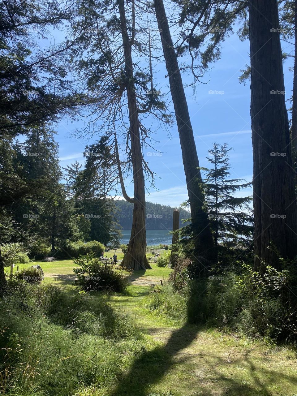 A view through the trees 