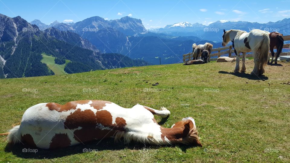 Horses in the Alps resting in the grass - hästar i alperna vilar