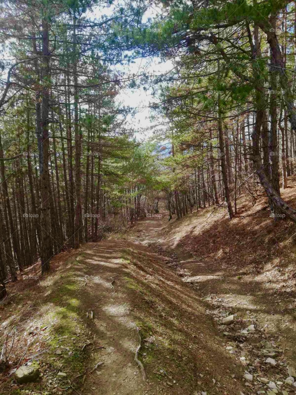 View from the forest today.