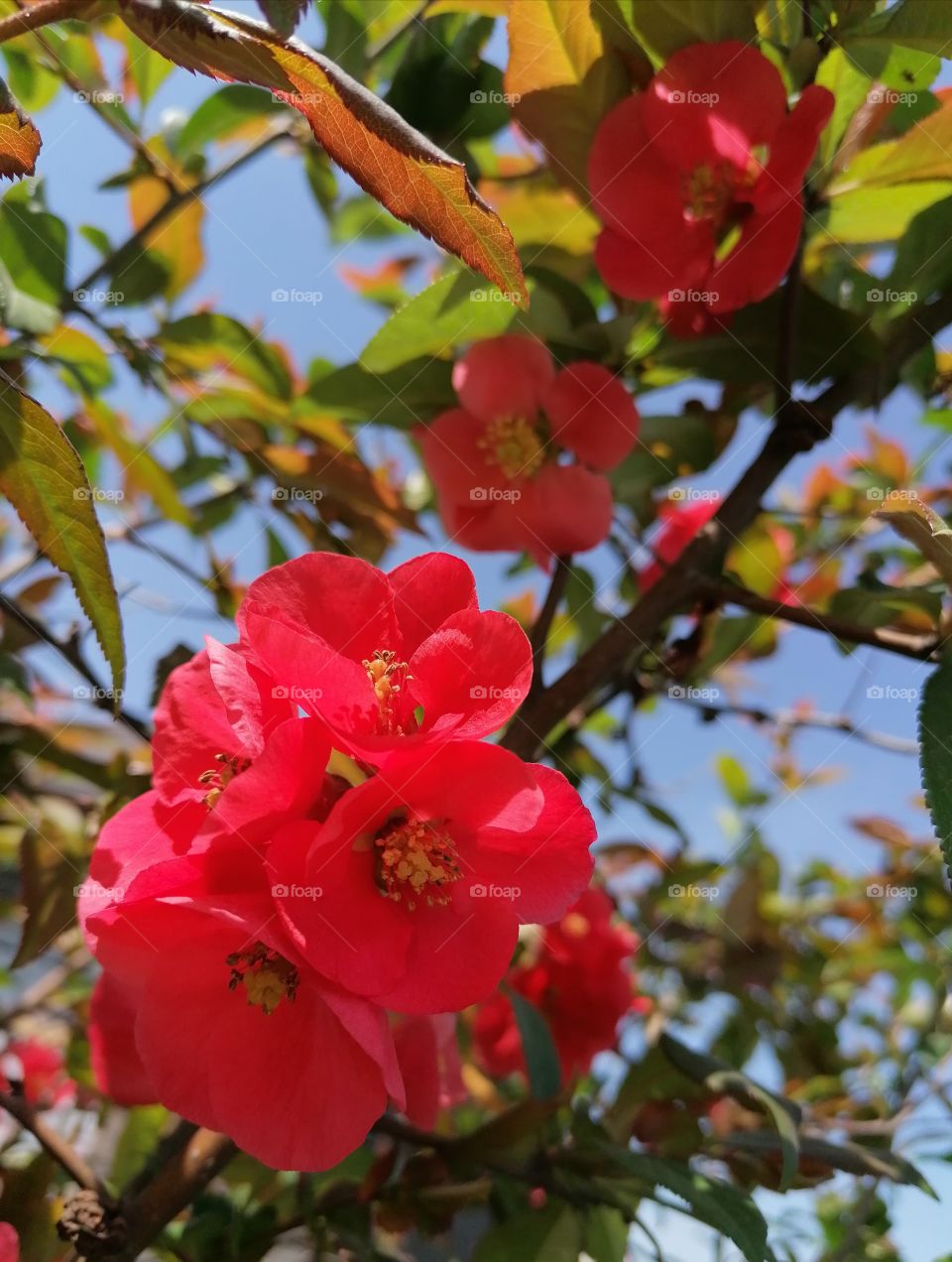 Blooming bright quince