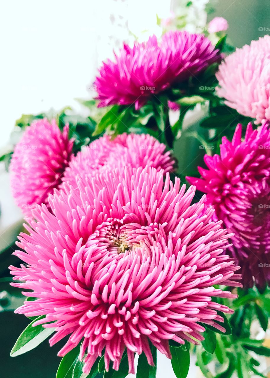 Aster flowers 