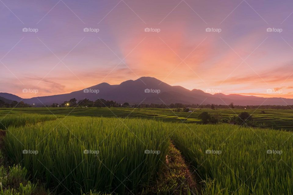 sunrise in the morning at rice fields