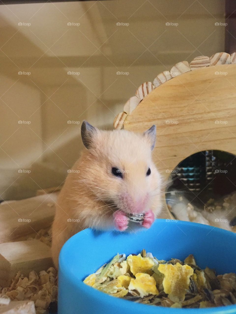 "Miñimiñi bebé" my little hamster