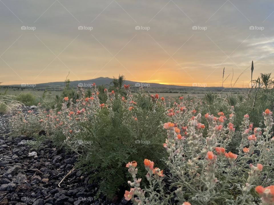 Distant volcano sunset and orange flowers 