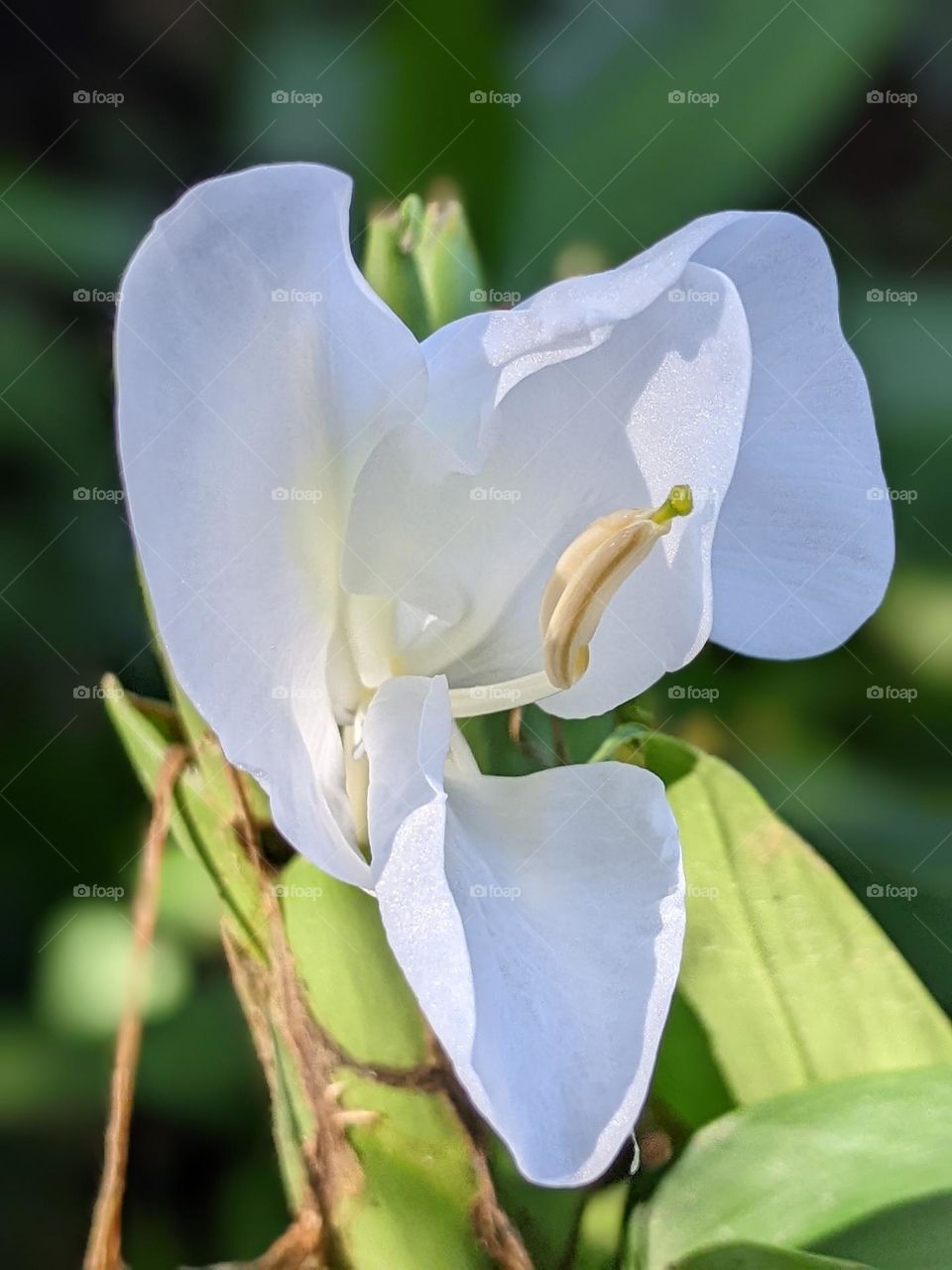 white ginger lily