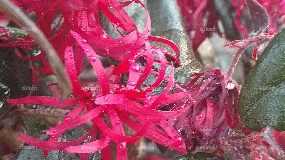 Nature, Flora, Color, Leaf, Tree