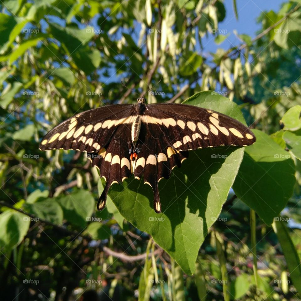 Beautiful butterfly on a leaf.