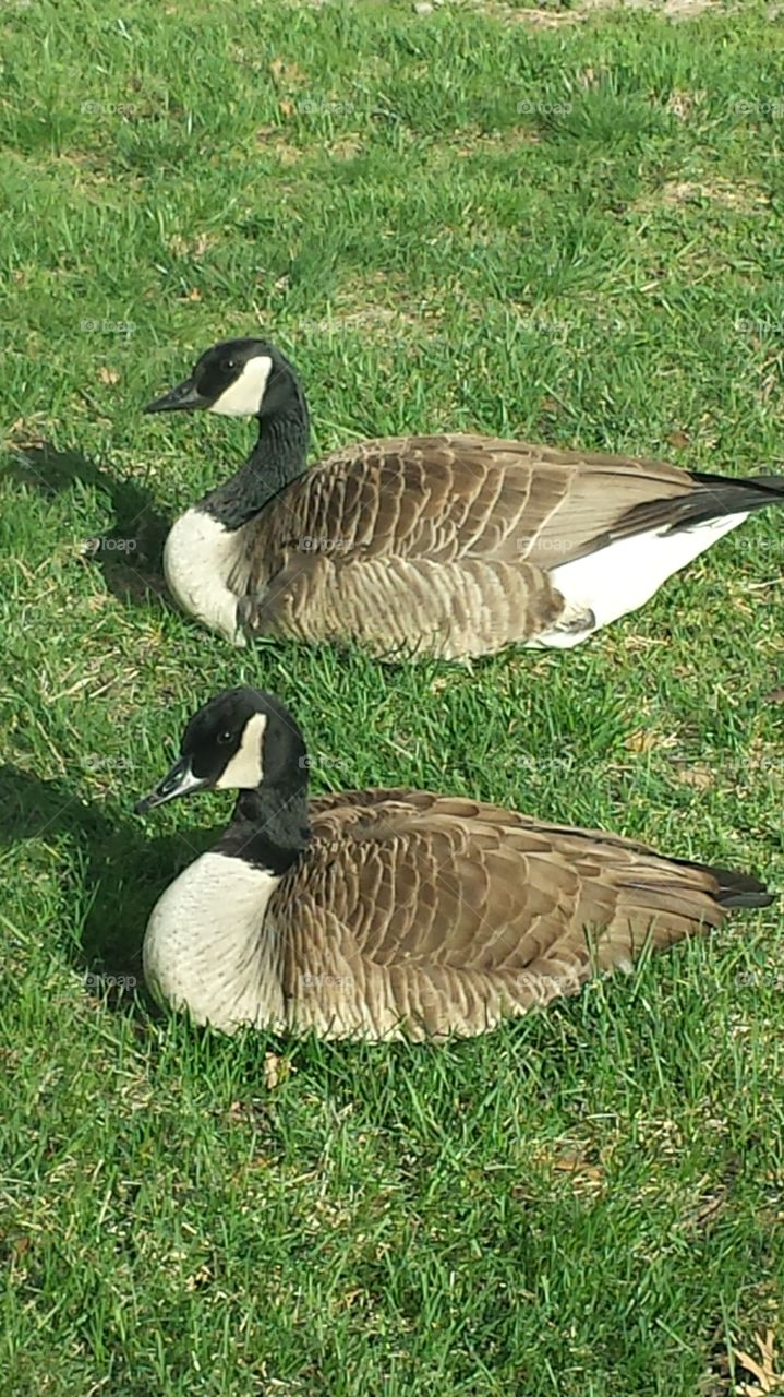 Spring Geese