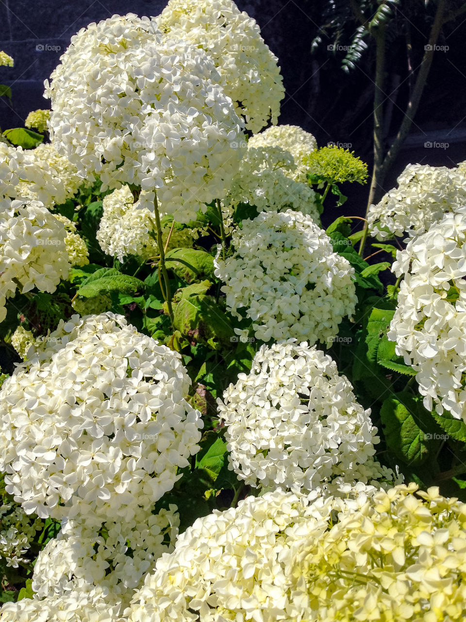 Hydrangea 