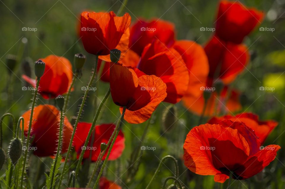 dreamy poppies in a field