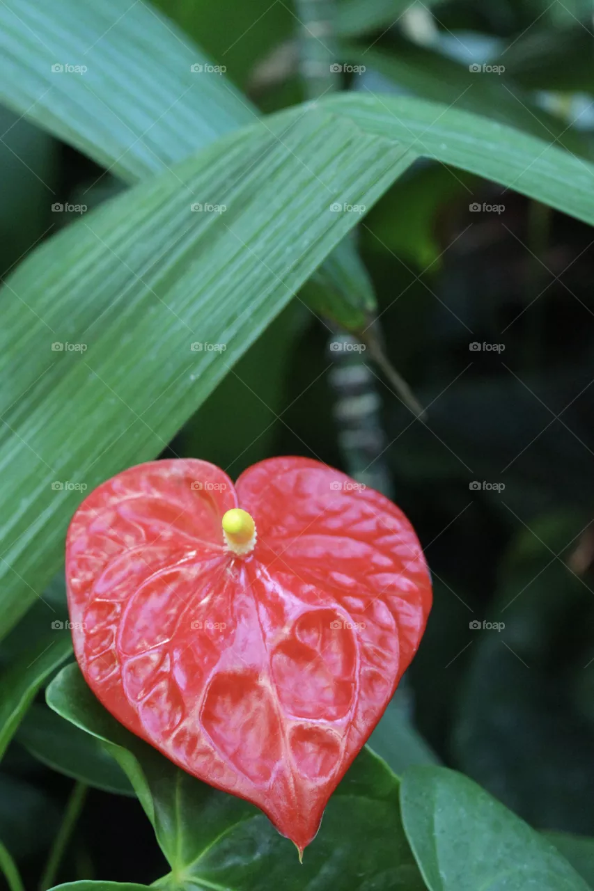 Lily