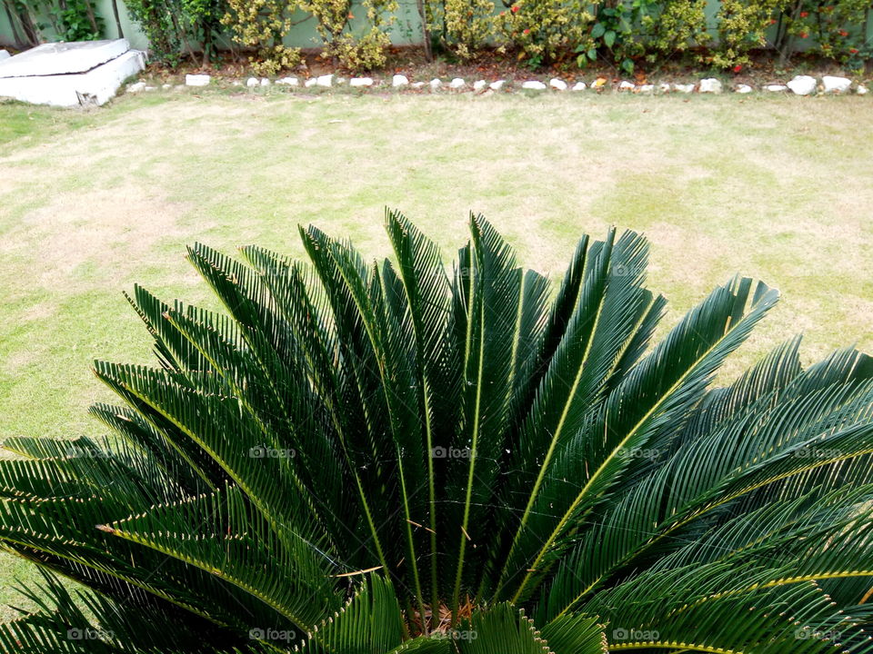 Leaf, No Person, Garden, Palm, Summer