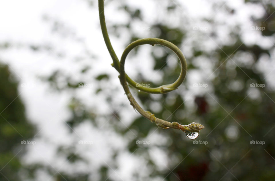 After the rain, raindrop on a plant