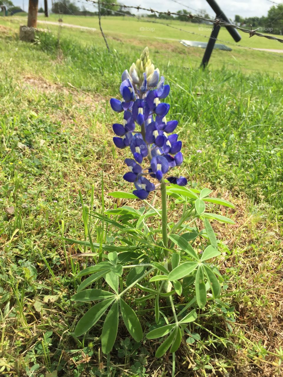 Lone Bluebonnet