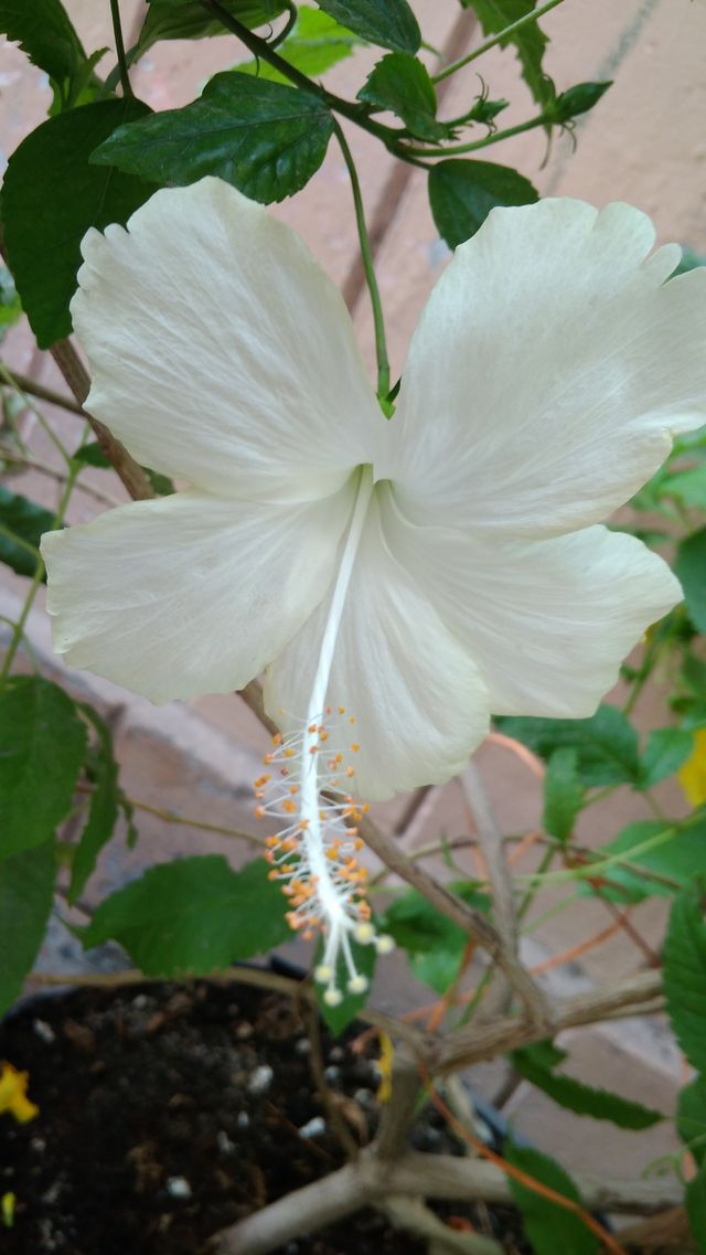 white hibiscus flower