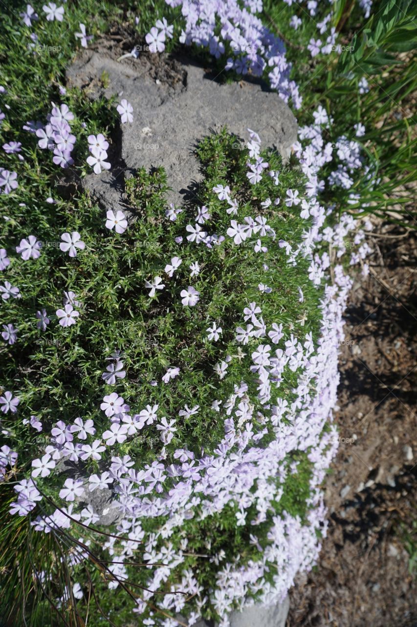 Wildflowers on a mountain trail.