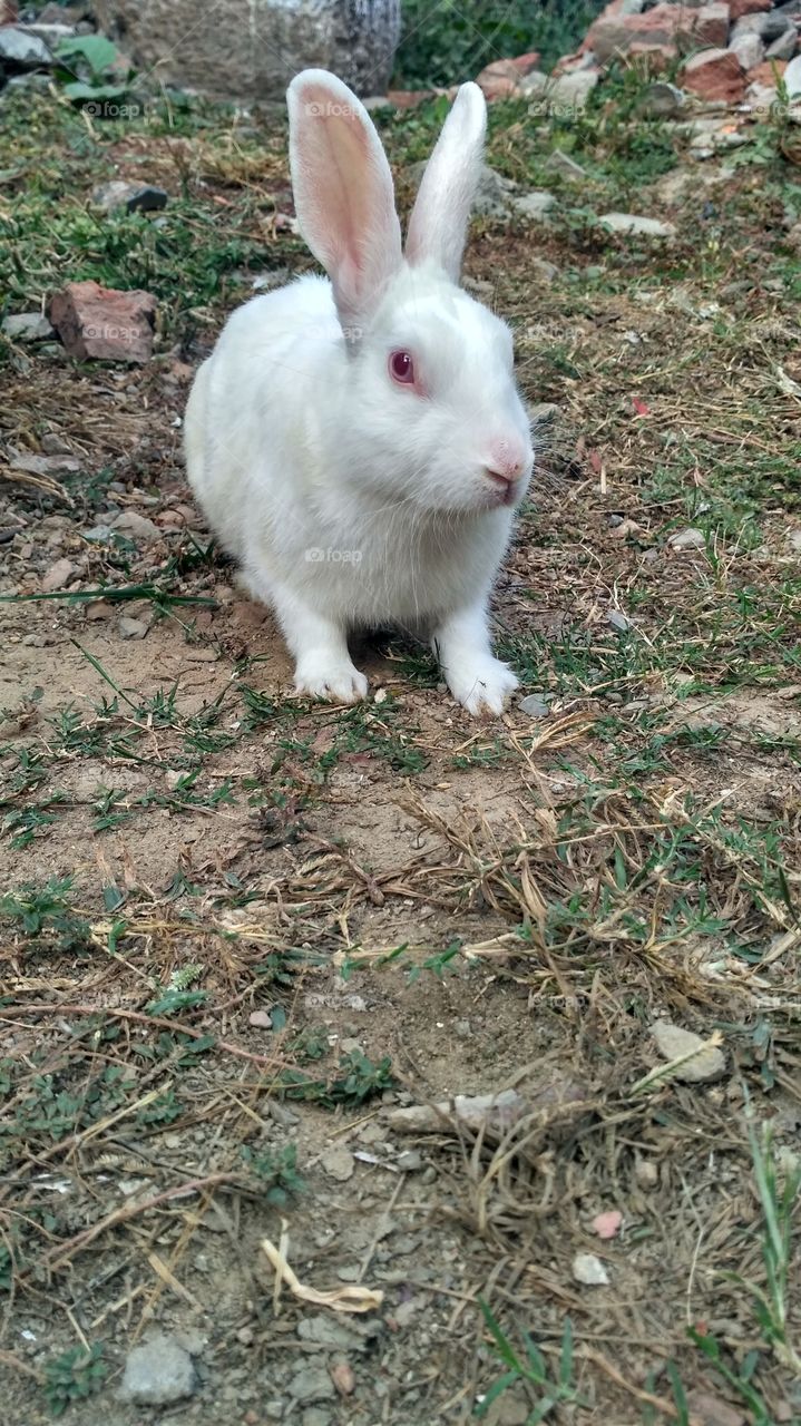 Close-up of white rabbit sitting outdoors