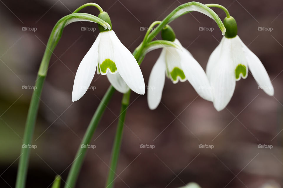 Closeup of white snowdrops flowers in early spring 