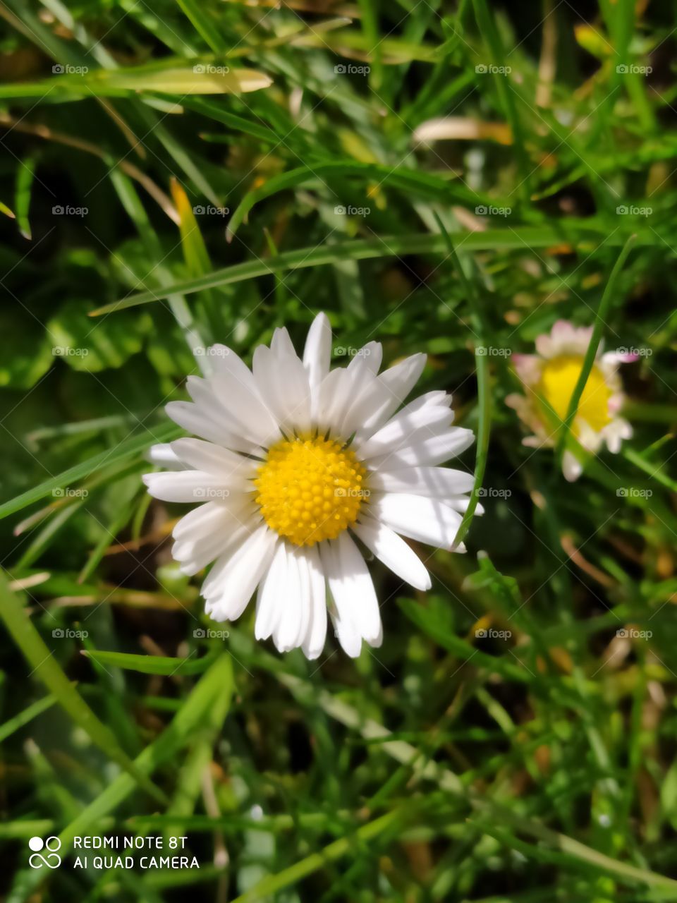 daisy