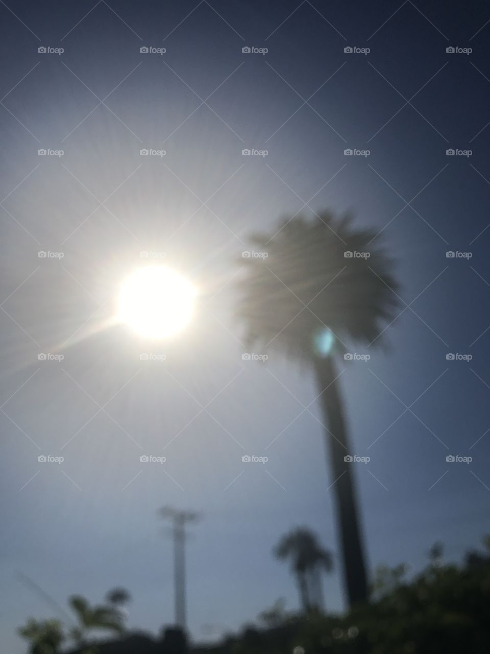 Mid day sun palm tree