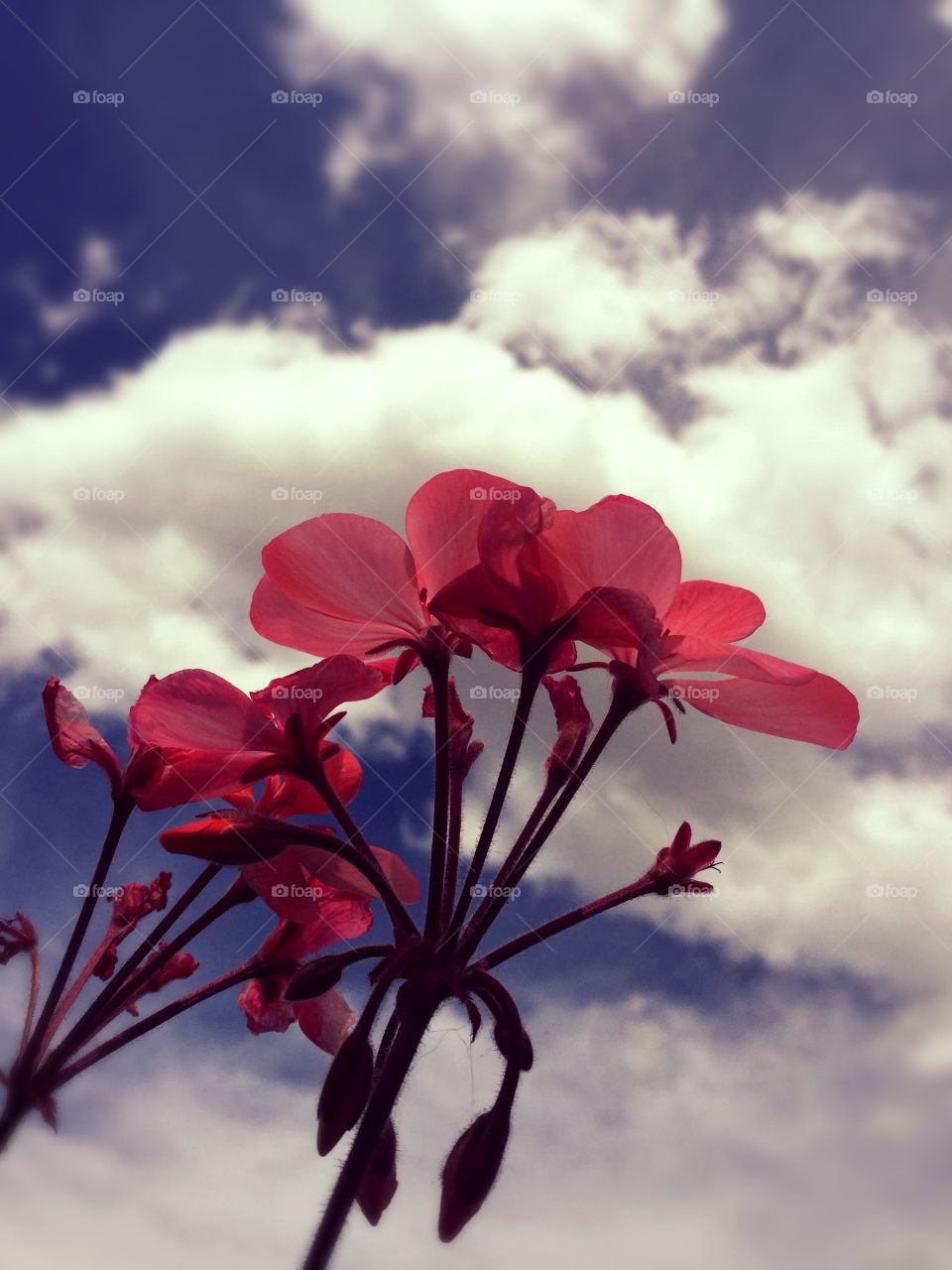 This is a pink flower with the sky as the background. This photo shows land as well as sky.