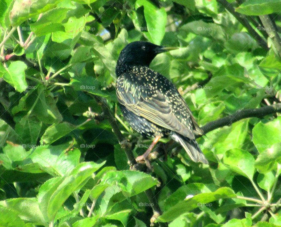 Starling in a apple tree