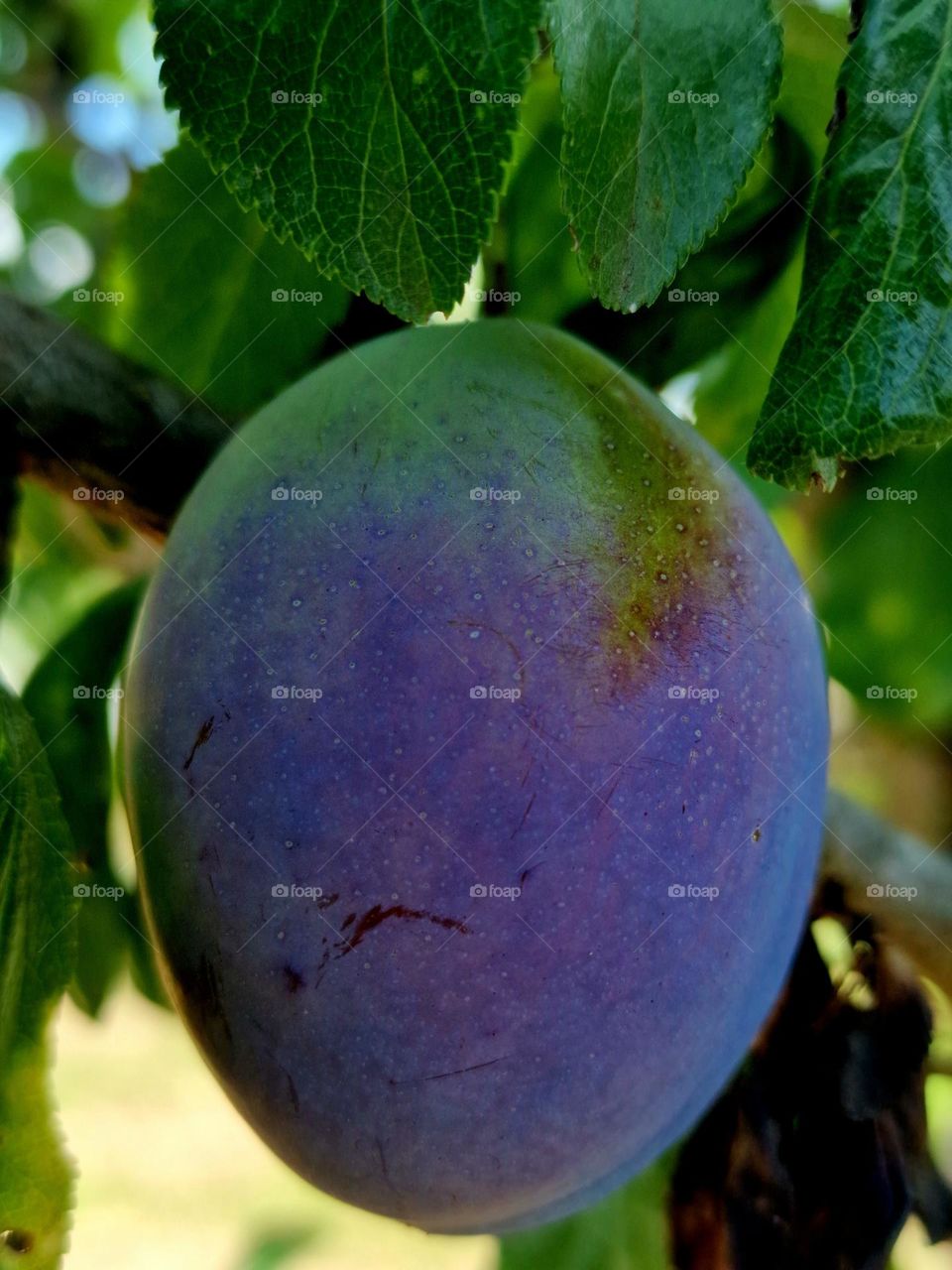 purple green plum