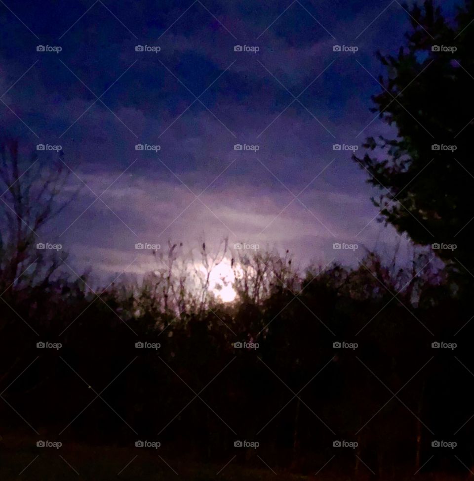 Rising full moon behind the trees beautiful winter evening sky 