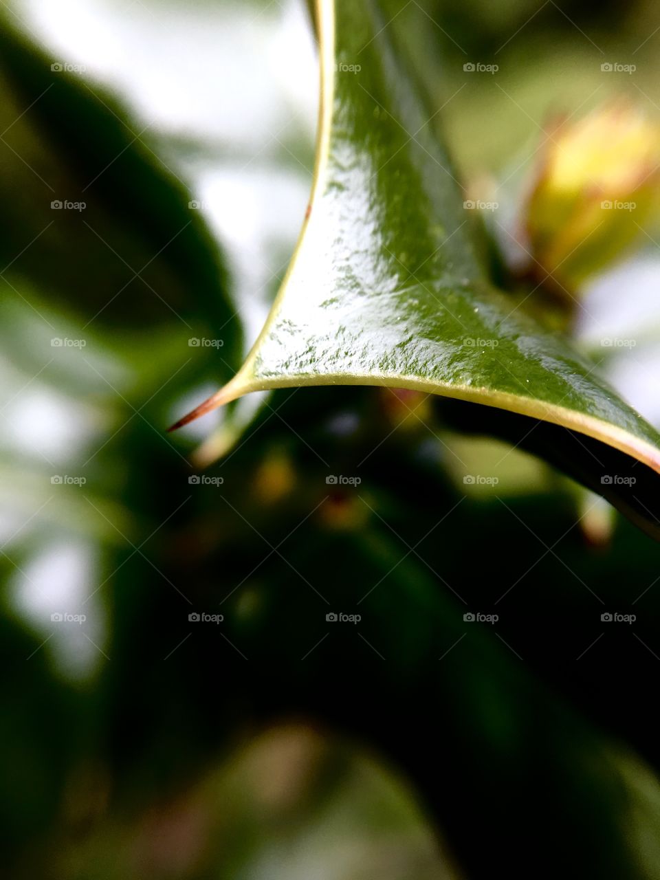 Green thorn leaf.
