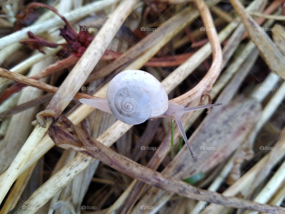 Snail