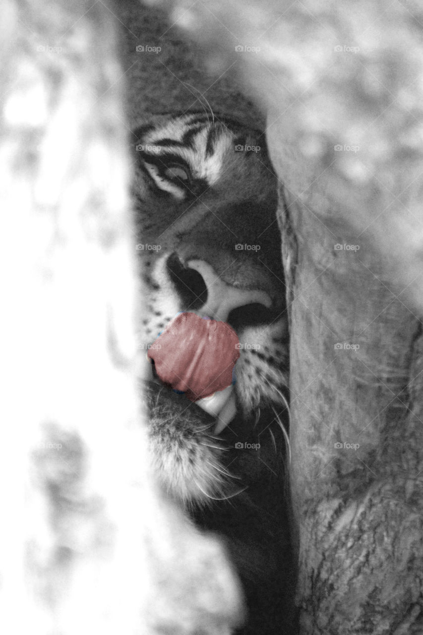Tiger framed behind 2 wood posts - licking his lips at the zoo