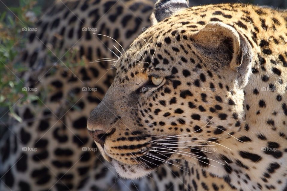 Eye of the Leopard 