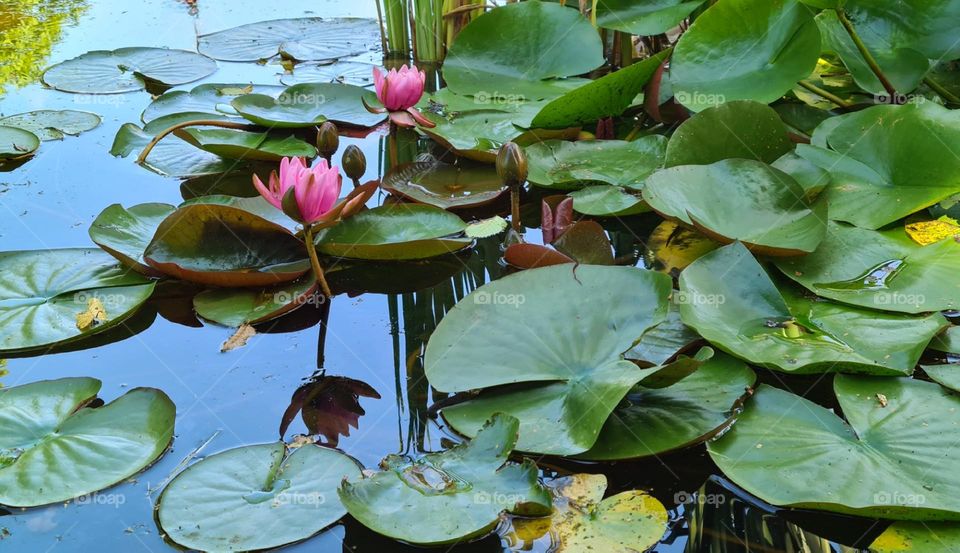 Water lilys