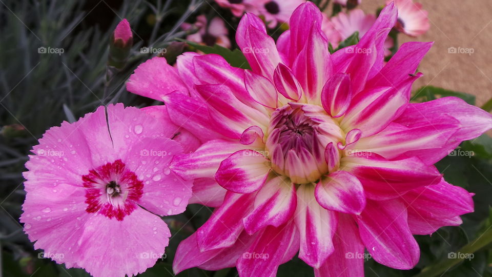 Dahlia pinks