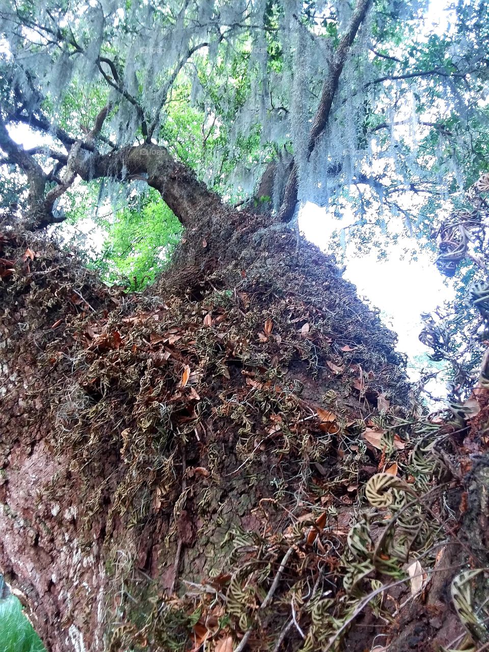 the mystery of the magic of the majestic Live Oak