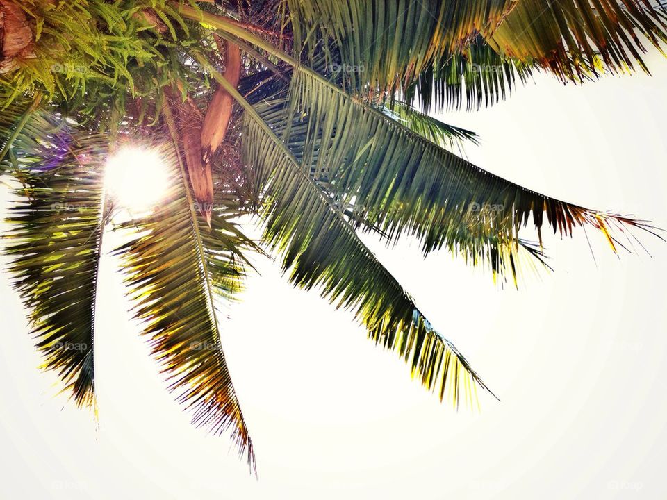 Palm Sunshine!