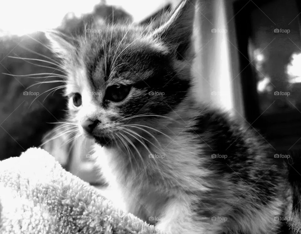 kitten