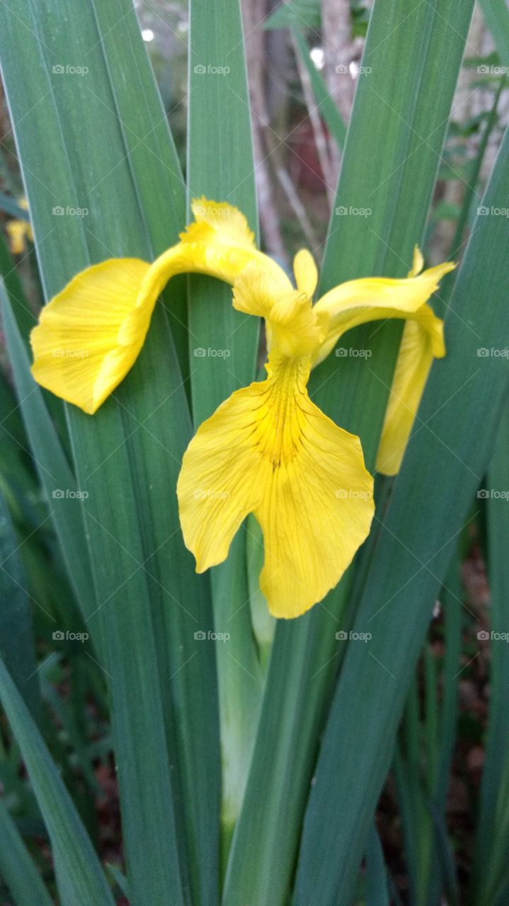 yellow Iris 4