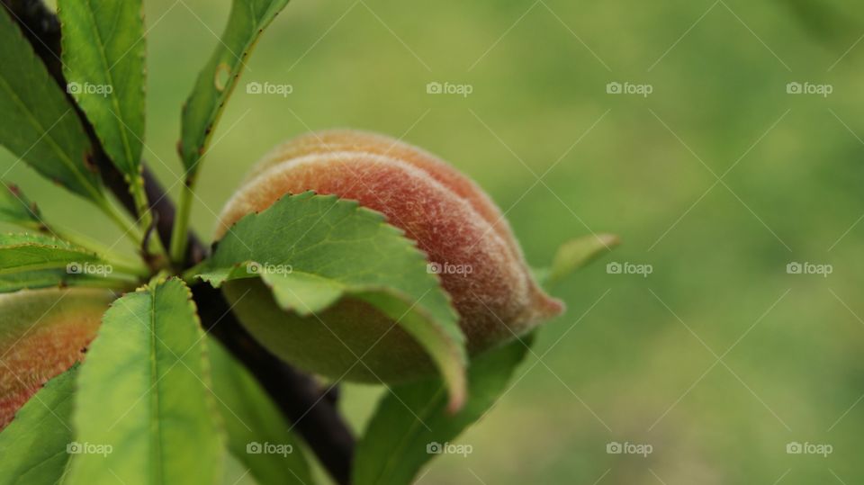 peach fruit in the tree