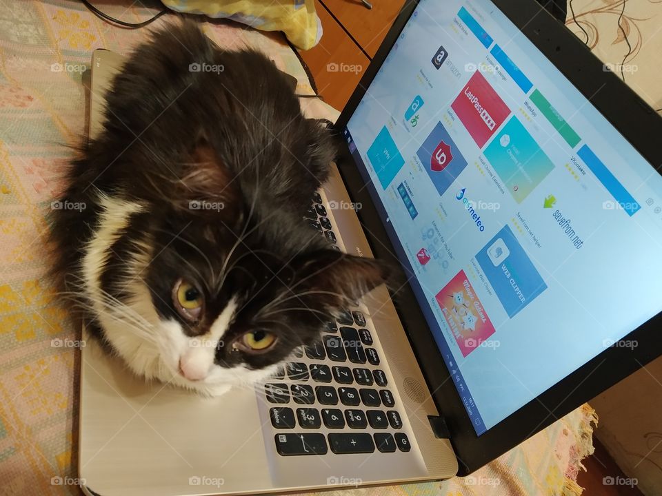 cat and laptop