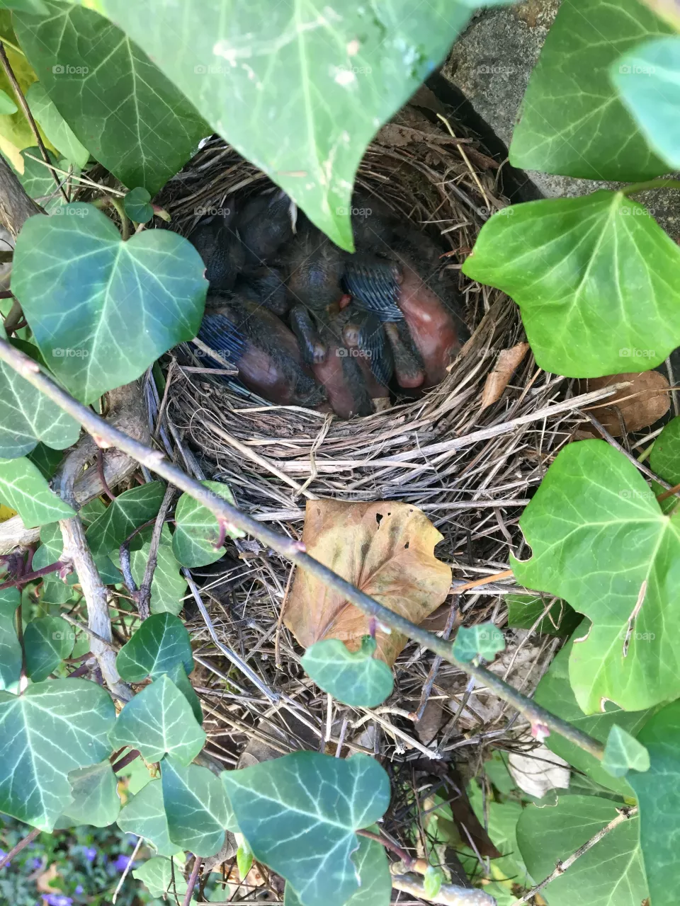 New Life