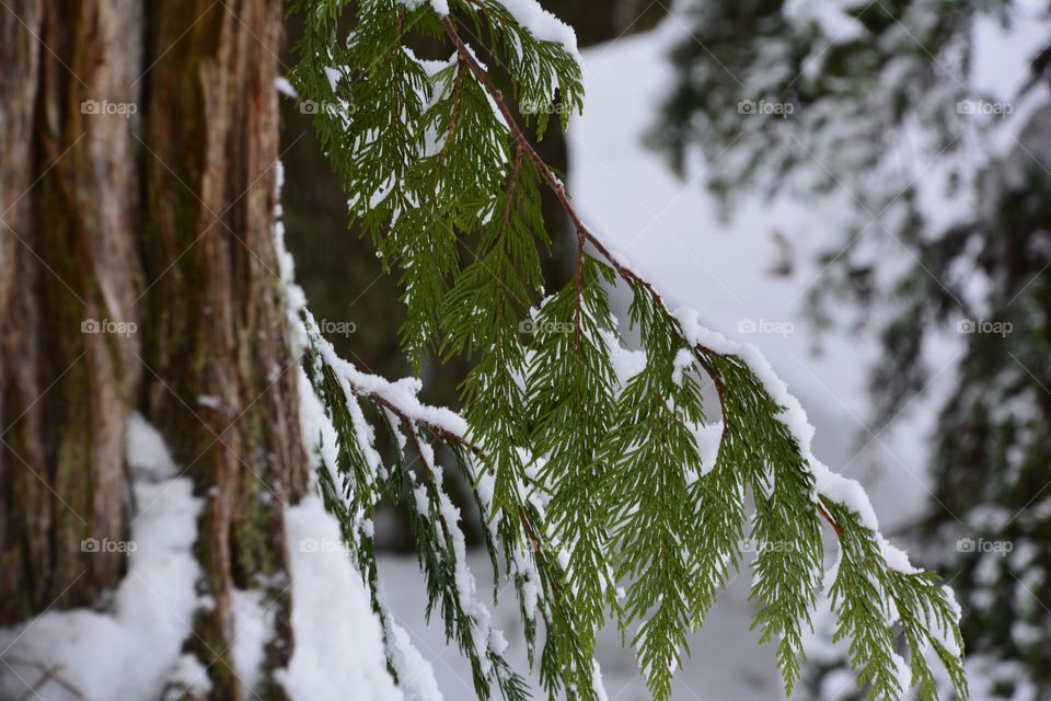 Frozen branches 