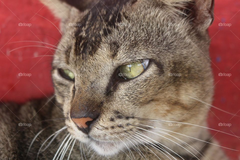 Cats, cute and adorable animals.