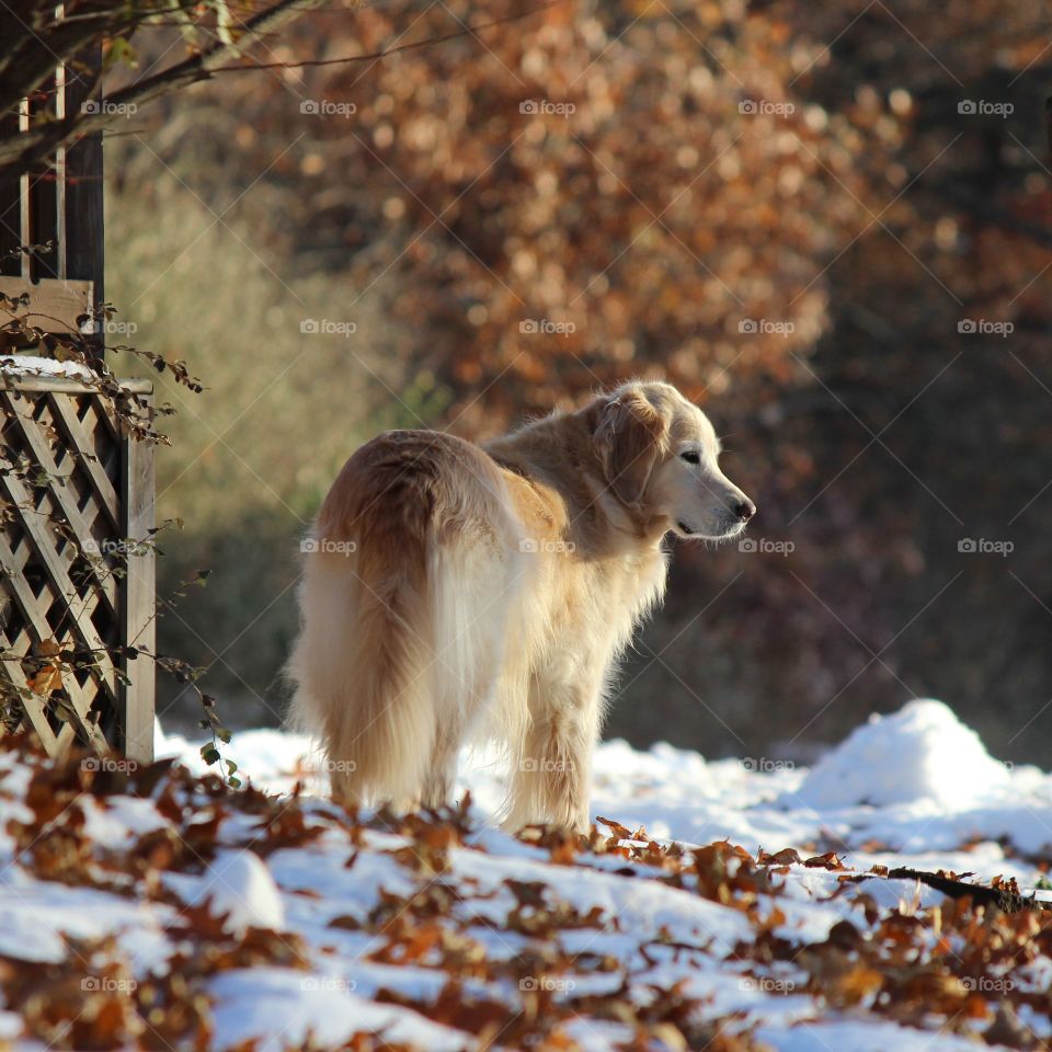 Fall in Michigan,  leaves and snow adding a beautiful juxtaposition between seasons