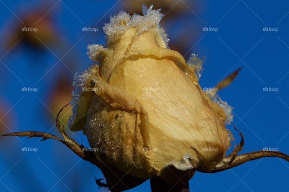 Close-up of frozen rose