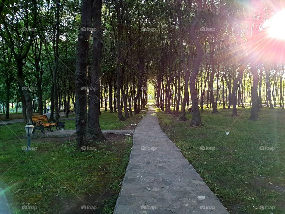 park walking sun