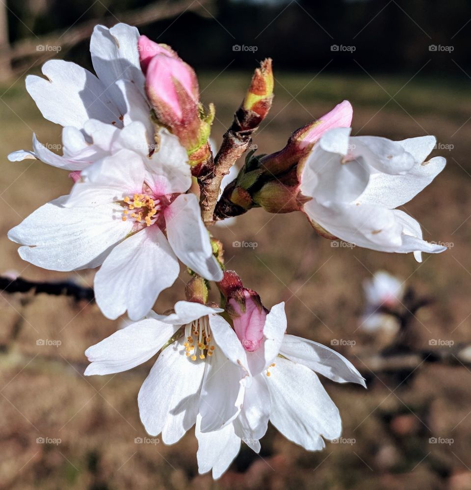 cherry tree blossoms